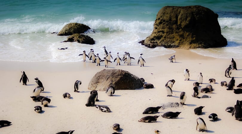 penguins on a beach